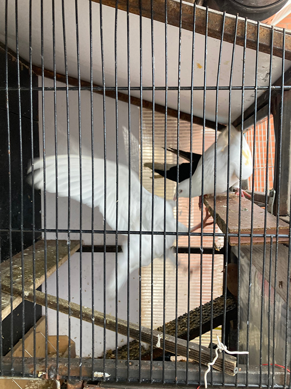 Будни Пауковки. Пятничная драка Белых Голубей, из за модной Голубки - «Африканка»