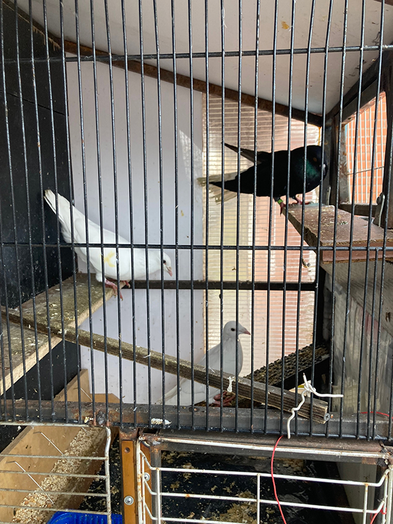 Будни Пауковки. Пятничная драка Белых Голубей, из за модной Голубки - «Африканка»