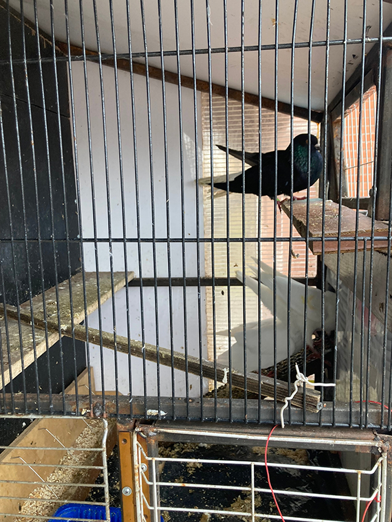 Будни Пауковки. Пятничная драка Белых Голубей, из за модной Голубки - «Африканка»