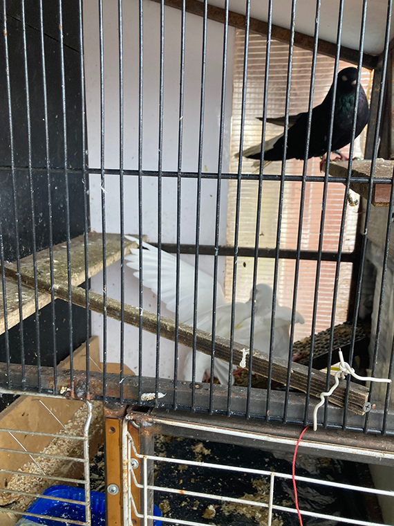 Будни Пауковки. Пятничная драка Белых Голубей, из за модной Голубки - «Африканка»