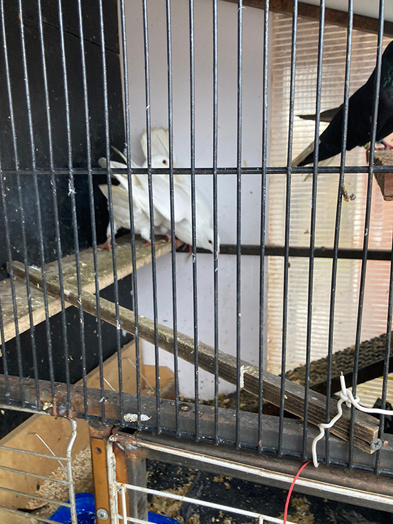 Будни Пауковки. Пятничная драка Белых Голубей, из за модной Голубки - «Африканка»