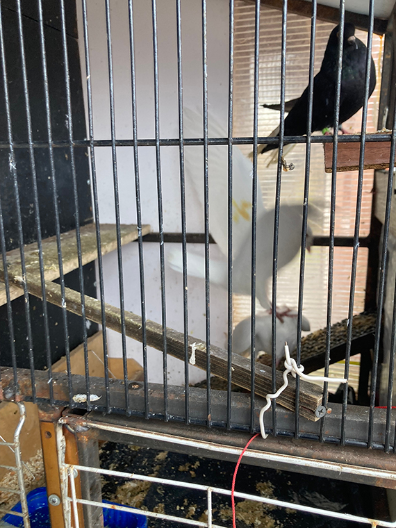 Будни Пауковки. Пятничная драка Белых Голубей, из за модной Голубки - «Африканка»