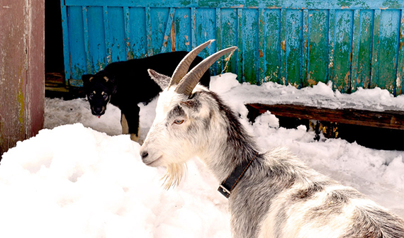 Когда Сатанисты из Зондр команды МэЧС Новосибирска - травят и валят коров, мы заводим бедную овечку и угарных коз